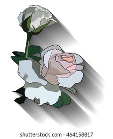 A single  white rose rose with a shadow on a white background 