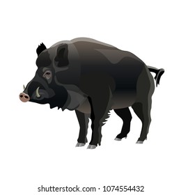 Single wild boar. Vector illustration isolated on white background