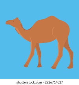 Un solo camello salvaje aislado de fondo azul. Ilustración vectorial.