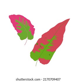 A Single Wild Flower on a White Background. A Herbaceous Flowering Plant.