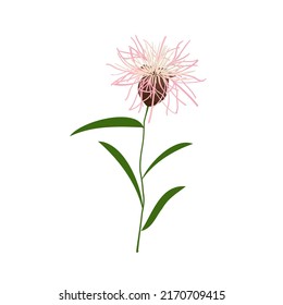 A Single Wild Flower on a White Background. A Herbaceous Flowering Plant.