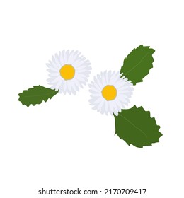 A Single Wild Flower on a White Background. A Herbaceous Flowering Plant.