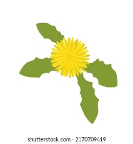 A Single Wild Flower on a White Background. A Herbaceous Flowering Plant.