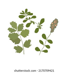 A Single Wild Flower on a White Background. A Herbaceous Flowering Plant.