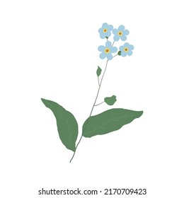 A Single Wild Flower on a White Background. A Herbaceous Flowering Plant.