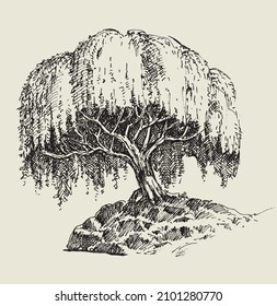 Single Willow Tree Vector Hand Drawing