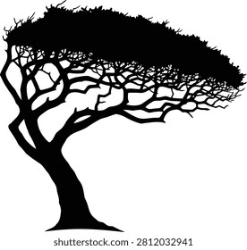 Single wind swept tree silhouette isolated on white background