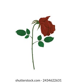 Eine verwelkte Rose flache Vektor-Illustration auf weißem Hintergrund. Eine Stufe einer Rose. Welkende Rose.