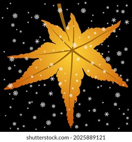 Single yellow autumn tree leaf under snowflakes. Chinese Sweetgum. Liquidambar. American storax or maple. On black background. Beautiful seasonal winter or fall design.