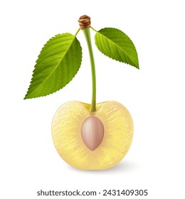 A single yellow cherry with a green leafs on its stem, cut in half with the pit exposed, illustration on a white background