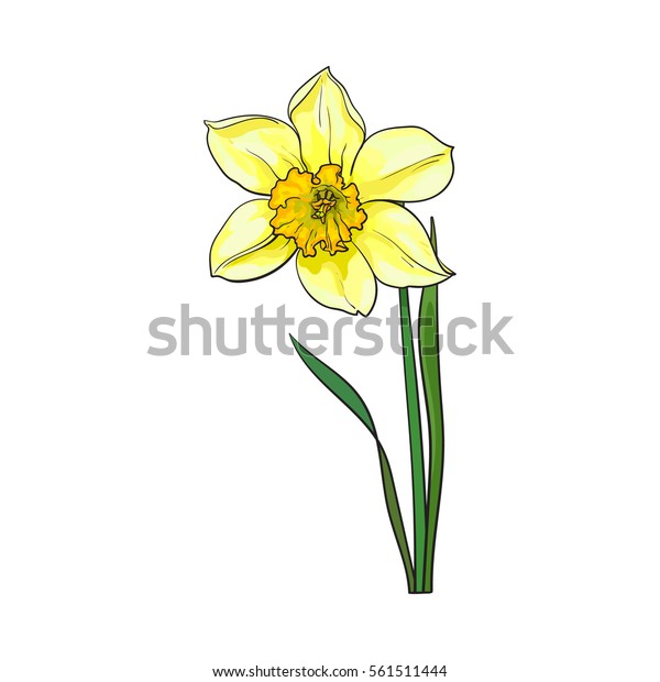 白い背景に黄色の水仙 茎と葉を持つ水仙 スケッチベクターイラスト 水仙花を垂直位置にリアルな手描き のベクター画像素材 ロイヤリティフリー