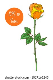Single yellow rose flower vector illustration, beautiful Valentine rose on long stem isolated on white background