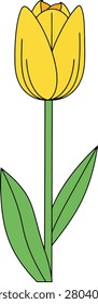 Single Yellow Tulip Flower in Bloom With Green Stem and Leaves Isolated on a Clean White Background