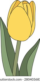 A Single Yellow Tulip Flower With Green Stem Starting to Bloom on a Clean Minimal White Background