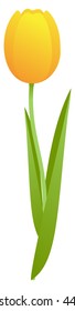 Single yellow tulip, isolated on white background. Vector illustration