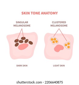 Singular and clustered melanosomes in keratinocyte cells of dark and light skin. Melanin pigment content and distribution scheme. Skin tone and pigmentation anatomy. Vector illustration.