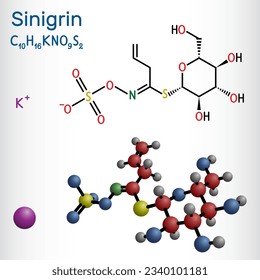 Sinigrin, allyl glucosinolate molecule. Glucosinolate from family of glucosides, found in plants of the family Brassicaceae. Structural chemical formula, molecule model. Vector illustration