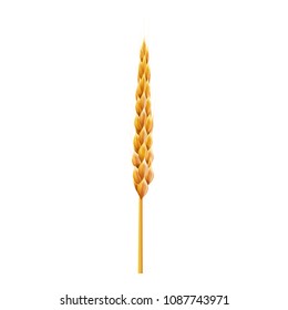 Sinlge wheat ear. 3d Realistic vector illustration. High detailed illustrated.
