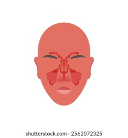 Sinus, Human Body Part Illustration