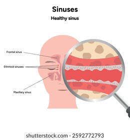 Sinuses anatomy healthy sinus. Nose nasal anatomy. Healthy Nasal Cavity 