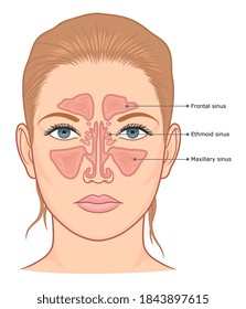 Sinuses anatomy medical diagram. Vector illustration.