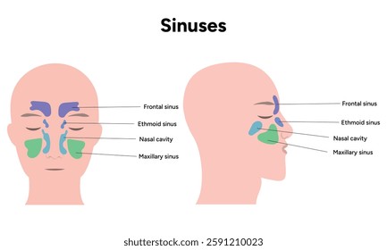 Sinuses anatomy. Nose nasal anatomy. Inflammation Nasal Cavity