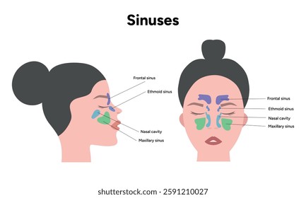 Sinuses anatomy. Nose nasal anatomy. Inflammation Nasal Cavity