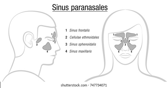 Sinuses with latin names - profile male and front view of female face. Frontal, ethmoidal, sphenoidal and maxillary sinuses. Isolated vector illustration on white background.