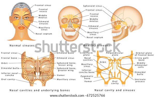 鼻の洞穴 人間の解剖学 洞図 鼻の解剖学 鼻腔の骨 副鼻腔の解剖学 副鼻腔炎 上顎洞の炎症です のベクター画像素材 ロイヤリティフリー