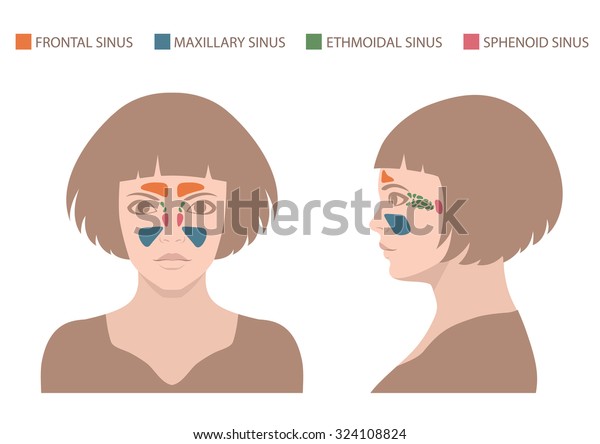 sinusitis disease, vector nose illustration, sinus\
anatomy, human respiratory\
system