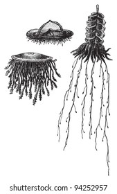 Siphonophores (Siphonophorae) collection / vintage illustration from Meyers Konversations-Lexikon 1897