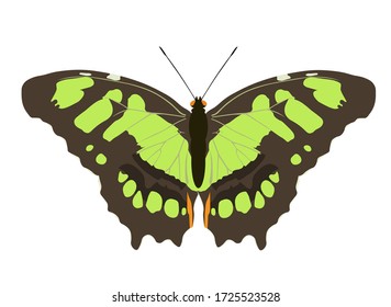 Siproeta stelenes (malachite) is a neotropical brush-footed butterfly (family Nymphalidae). The malachite has large wings that are black and brilliant green or yellow-green on the upperside and light 