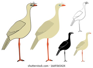 Siriema bird in profile view