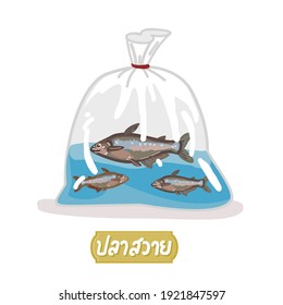 Siriped Catfish in Thai Language it mean “ Siriped Catfish”