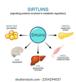 Sirtuins and anti-aging therapy. Sirtuin is a signaling protein involved in metabolic regulation. Actions of sirtuins on pancreas, brain, muscle, liver, and adipose tissue. Vector illustration svg