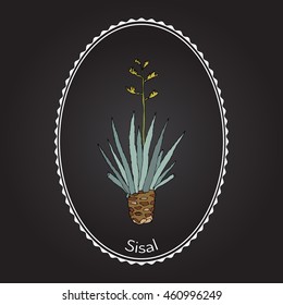 Sisal (Agave sisalana), fiber plant. Hand drawn botanical vector illustration