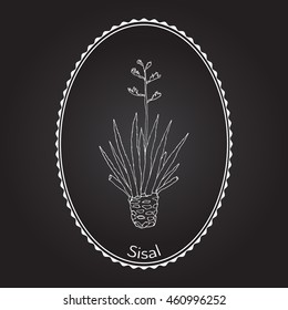 Sisal (Agave sisalana), fiber plant. Hand drawn botanical vector illustration