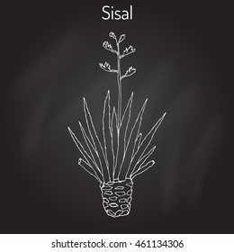 Sisal (Agave sisalana), fiber plant. Hand drawn botanical vector illustration