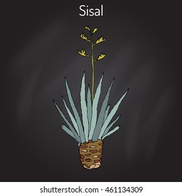 Sisal (Agave sisalana), fiber plant. Hand drawn botanical vector illustration