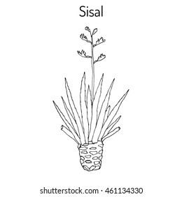 Sisal (Agave sisalana), fiber plant. Hand drawn botanical vector illustration