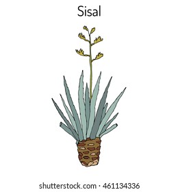 Sisal (Agave sisalana), fiber plant. Hand drawn botanical vector illustration