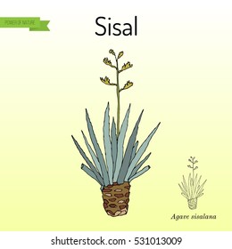 Sisal (Agave sisalana), fiber plant. Hand drawn botanical vector illustration