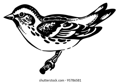 Siskin bird, hand-drawn illustration