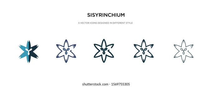 sisyrinchium icon in different style vector illustration. two colored and black sisyrinchium vector icons designed in filled, outline, line and stroke style can be used for web, mobile, ui