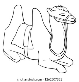 Sitting bactrian camel. Vector outline illustration drawings on a white background