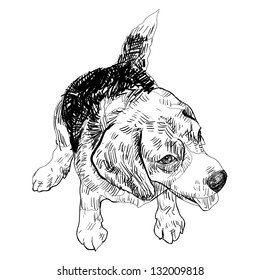 Sitting beagle in bird's-eye view.