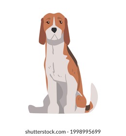 Sitting Beagle Dog Pet Animal, Hunting Dog with Brown White Coat and Long Ears Beagle Cartoon Vector Illustration