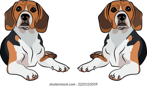 Sitting Beagle dogs. Cute hunting dog logo design, breed of working dog of medium to large size. Pet character postcard art. Funny dog mascot. Detailed fawn small pet illustration. Chocolate and fawn.