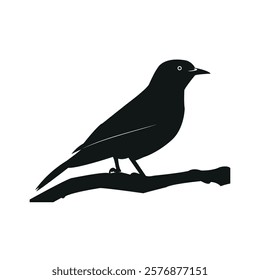 Sitting bird forward stock image photo vector art silhouette template background  