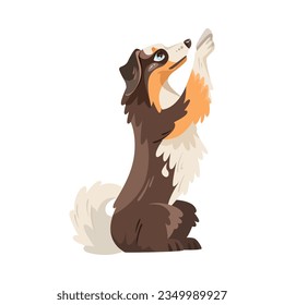 Sitting Border Collie Dog Breed with Thick Coat Vector Illustration